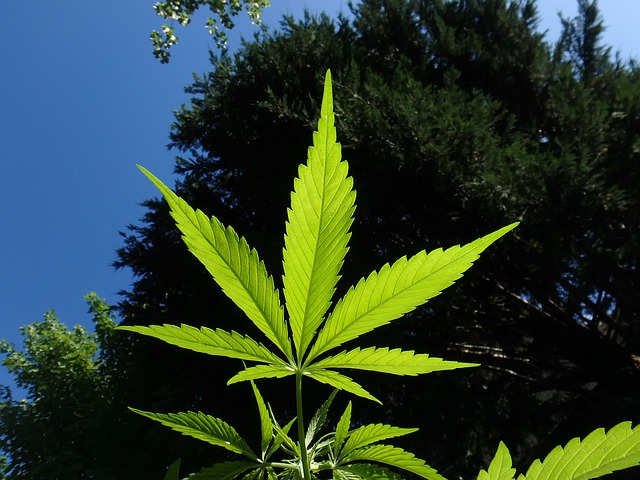 Czy marihuana uzależnia? Kilka faktów o marihuanie. Narkotyk z kwiatów konopi indyjskich